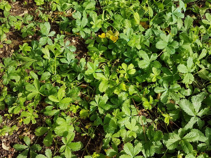 Specie di Potentilla: Potentilla reptans